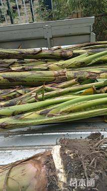 高度1.5厘米芭蕉