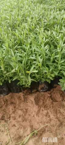 高度20厘米醉鱼草