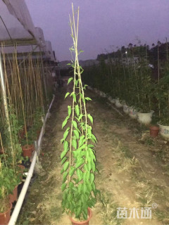 180厘米炮仗花
