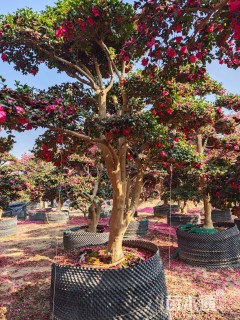 15公分造型茶梅