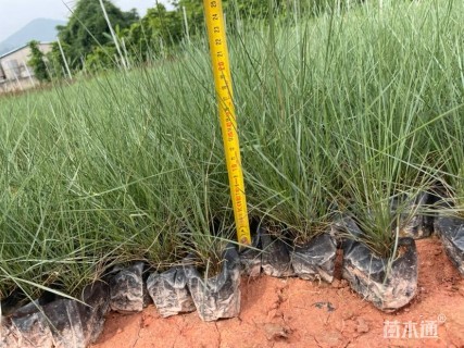 高度25厘米粉黛乱子草