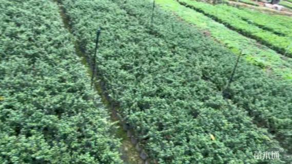 高度40厘米龟甲冬青