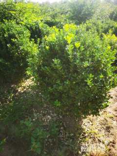 冠幅100厘米大叶黄杨球