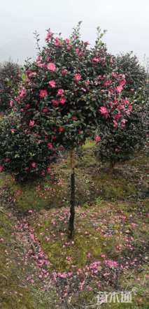 高度250厘米茶梅