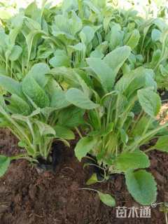 高度15厘米毛地黄