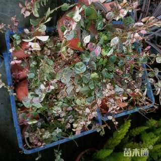 25厘米花叶络石