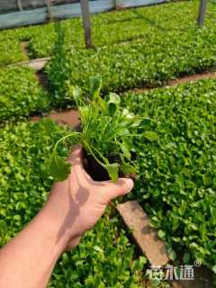 高度10厘米大滨菊