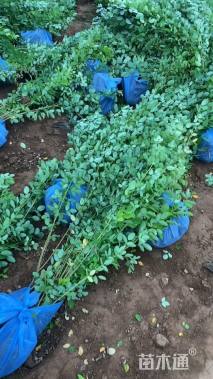 高度60厘米胡枝子