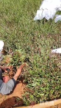 高度25厘米千鸟花