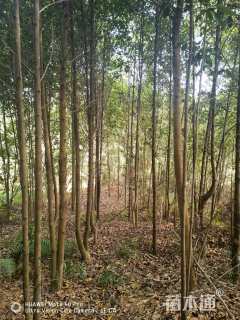 16公分醉香含笑