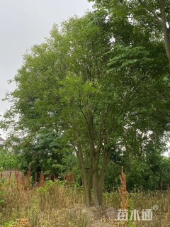 8公分(5杆)丛生女贞