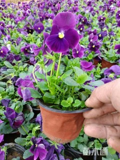 高度20厘米角堇