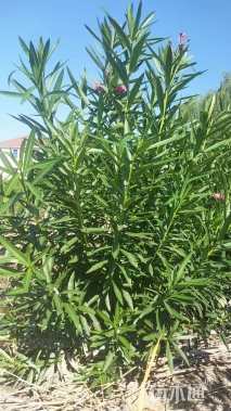 高度150厘米夹竹桃