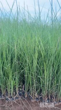 高度35厘米细叶芒