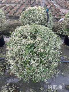 高度110厘米金姬小蜡