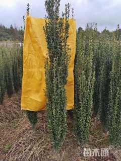 高度180厘米直立冬青