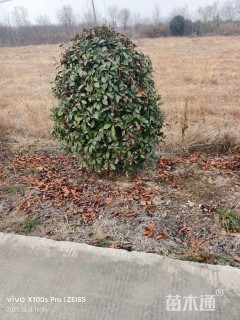 冠幅120厘米红叶石楠球