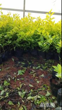 高度30厘米连翘