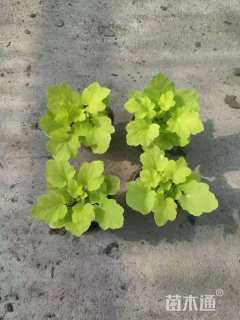 高度15厘米矾根