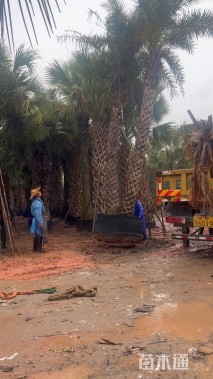 裸干高500厘米中东海枣