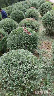 冠幅80厘米银姬小蜡球