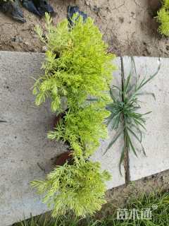 高度15厘米佛甲草