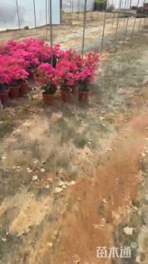 高度40厘米红花三角梅