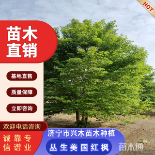 高度300厘米丛生美国红枫