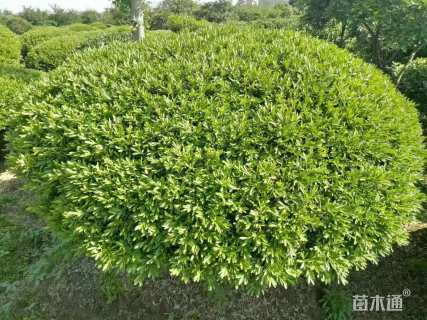 冠幅250厘米雀舌黄杨球