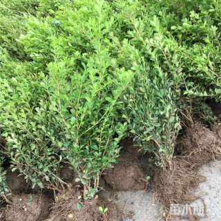 高度20厘米小叶黄杨小苗