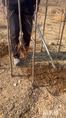 1.5公分染井吉野樱