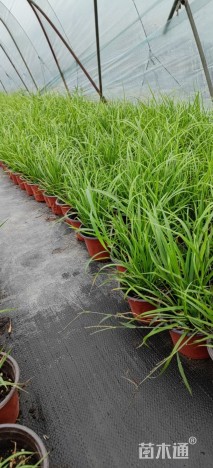 高度40厘米拂子茅