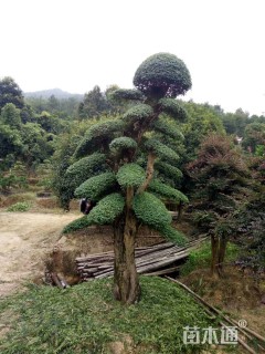 30公分造型小叶女贞