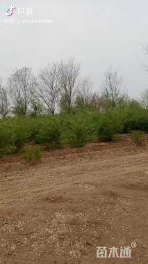 高度6厘米金银木