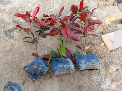 高度30厘米红背桂