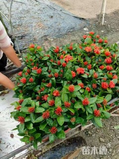 高度30厘米龙船花