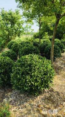 冠幅120厘米大叶黄杨球