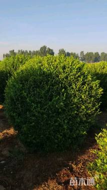 高度120厘米水蜡球