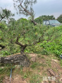 高度400厘米油松