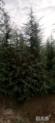 移栽苗北非雪松