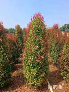 高度200厘米红车