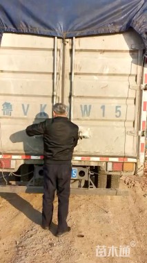 高度20厘米蜀葵