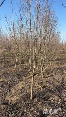 高度200厘米木槿