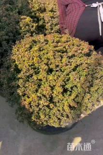 高度50厘米小丑火棘球