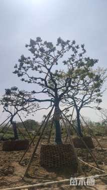 20公分红果冬青