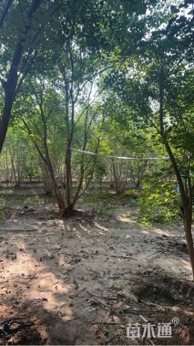 高度400厘米(7杆)丛生白蜡