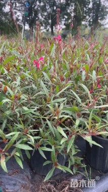 高度40厘米千鸟花