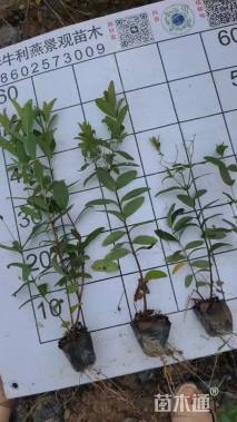 高度40厘米金丝桃