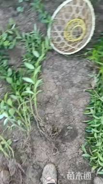 高度100厘米卫矛小苗