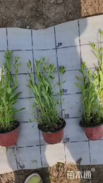 高度25厘米月见草